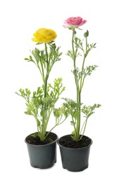 Beautiful ranunculus flowers in pots on white background