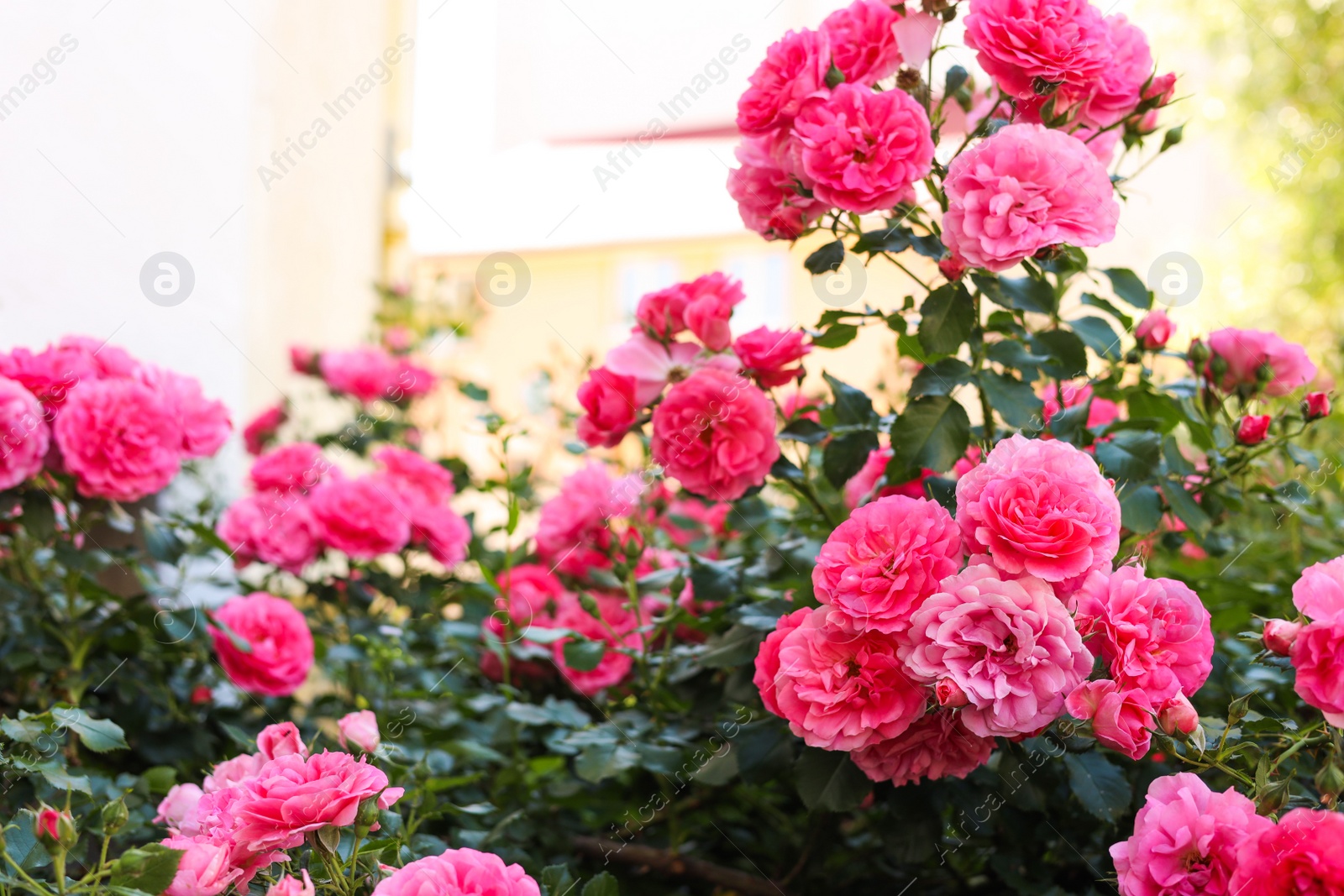 Photo of Beautiful blooming rose bush outdoors on sunny day