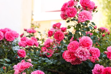 Beautiful blooming rose bush outdoors on sunny day