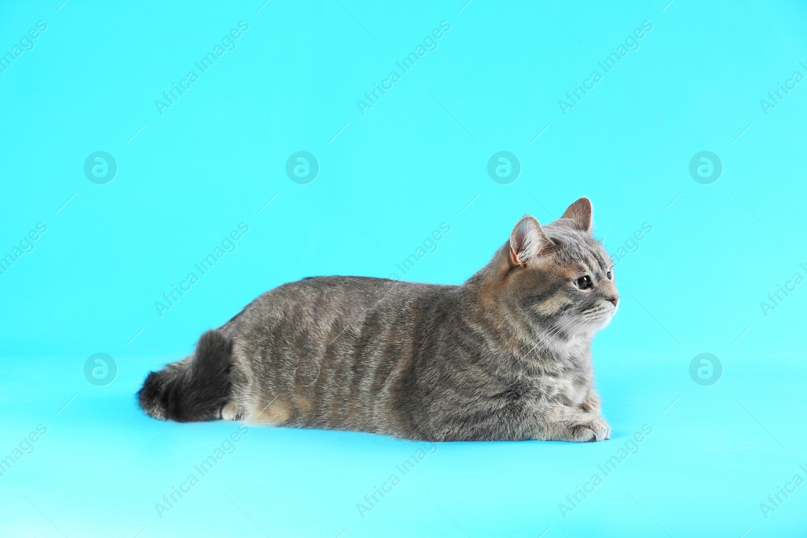 Photo of Cute gray tabby cat on light blue background. Lovely pet