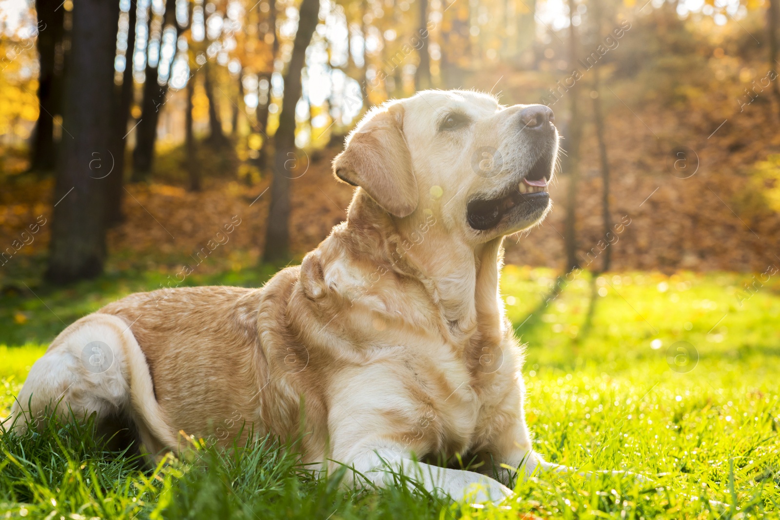 Photo of Cute Labrador Retriever dog on green grass in sunny autumn park