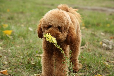 Photo of Cute fluffy dog sniffing beautiful flower outdoors