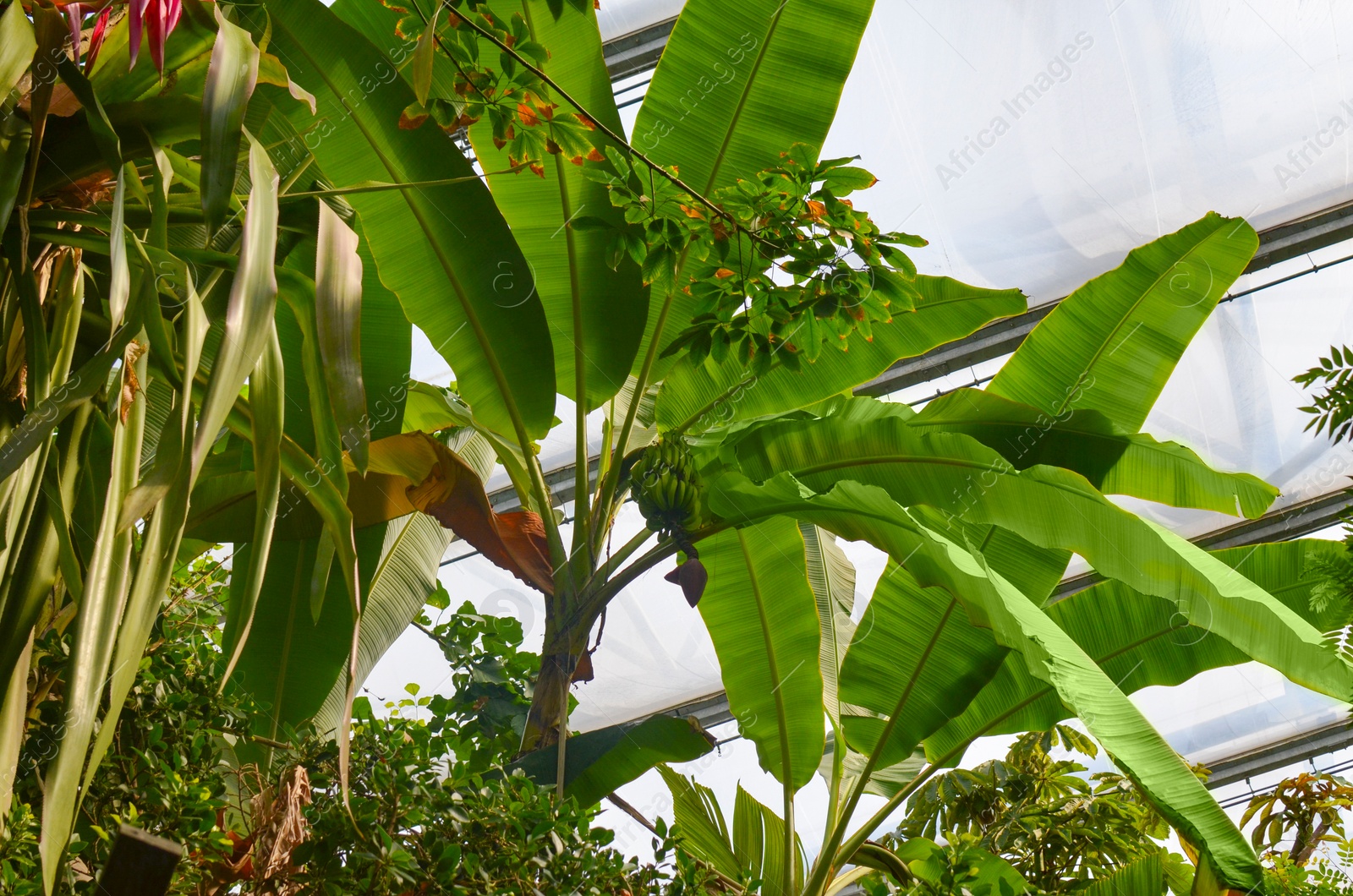 Photo of Beautiful banana tree with fruits in greenhouse