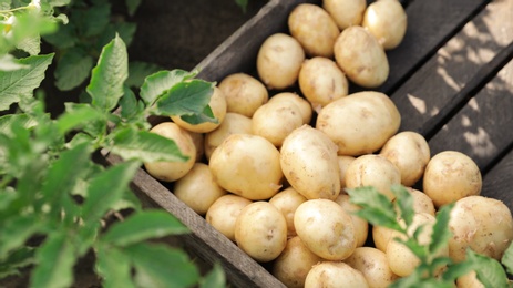 Photo of Wooden crate with raw potatoes in field, above view