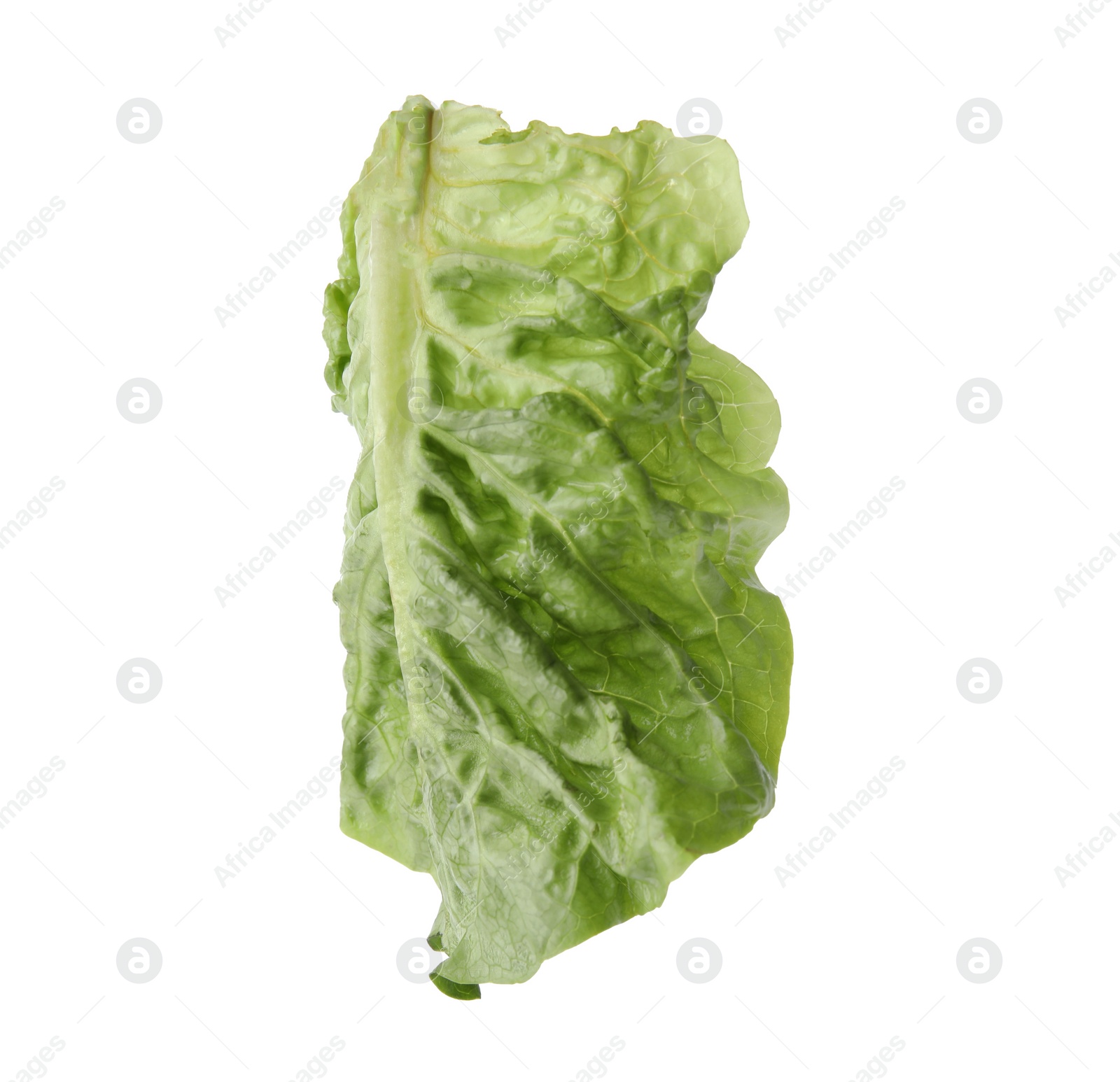 Photo of Fresh leaf of green romaine lettuce isolated on white