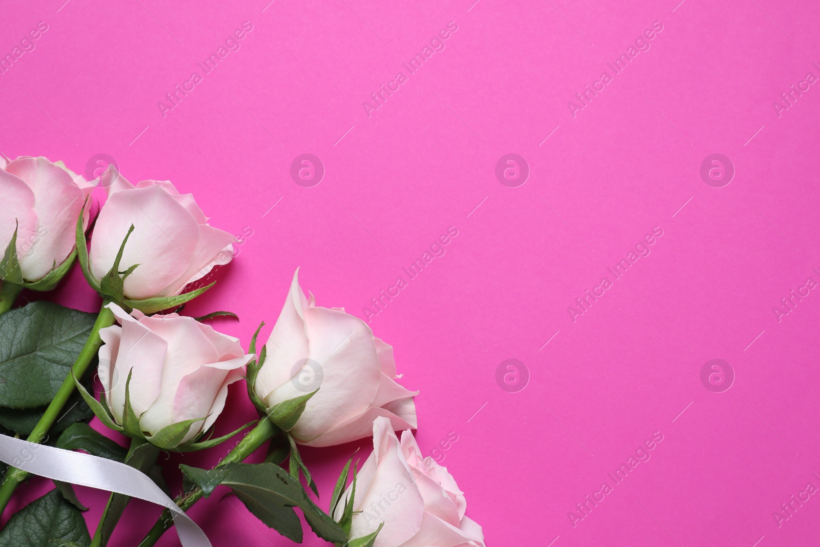 Photo of Beautiful roses on pink background, top view. Space for text