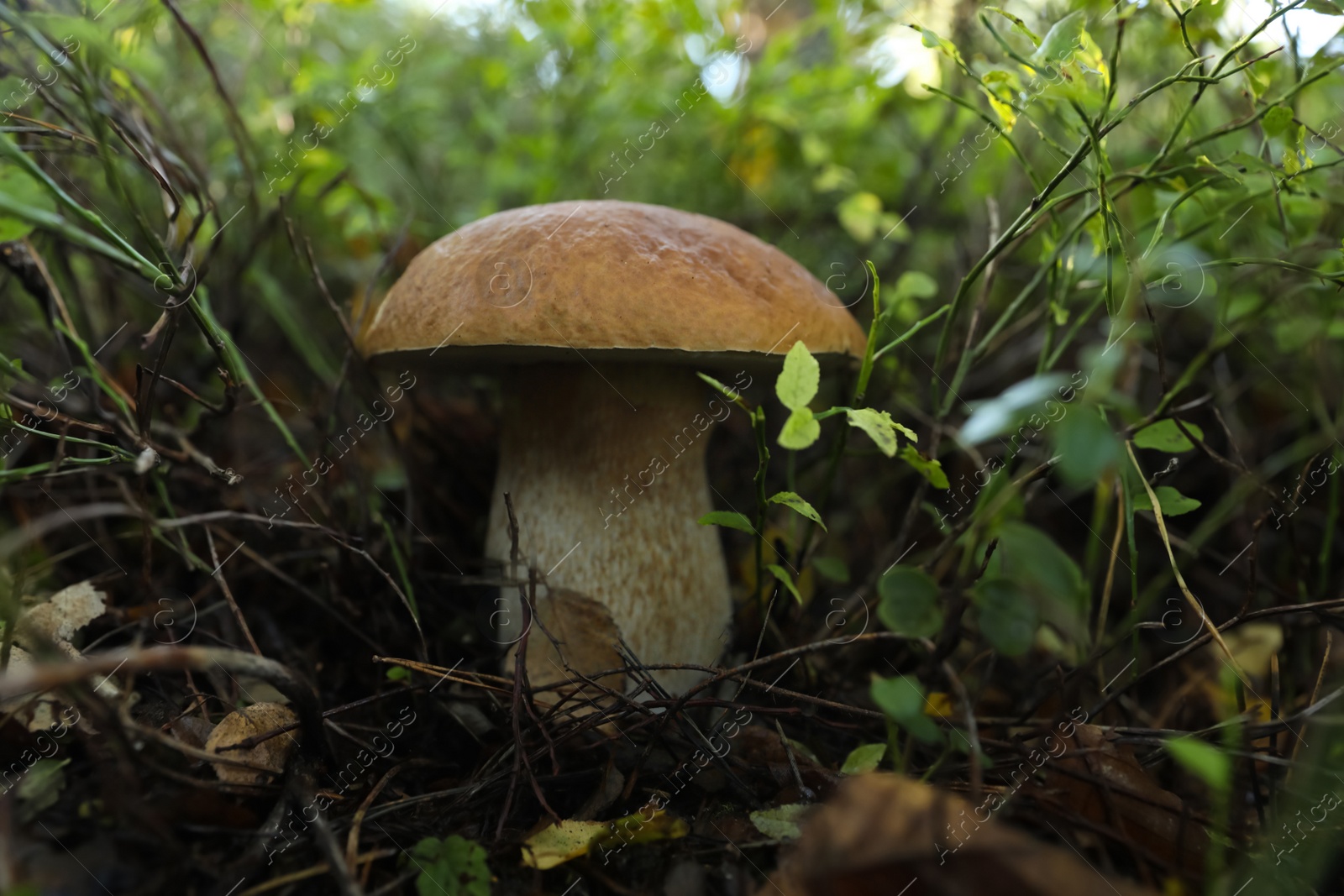 Photo of Fresh wild mushroom growing in forest, closeup