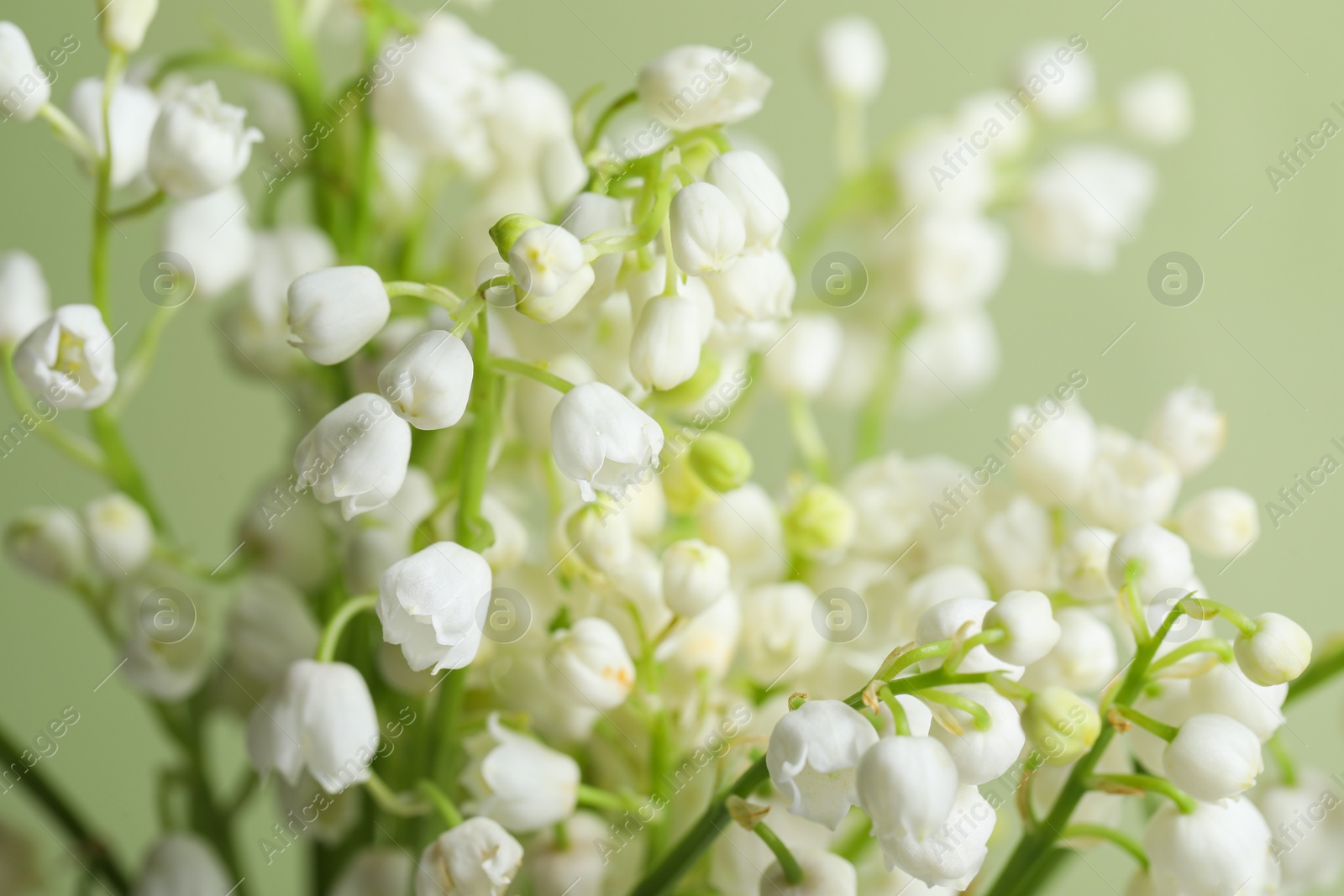 Photo of Beautiful lily of the valley flowers on light green background, closeup
