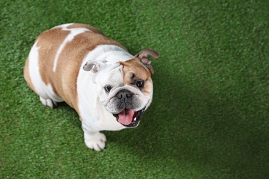 Photo of Adorable funny English bulldog on grass, above view. Space for text