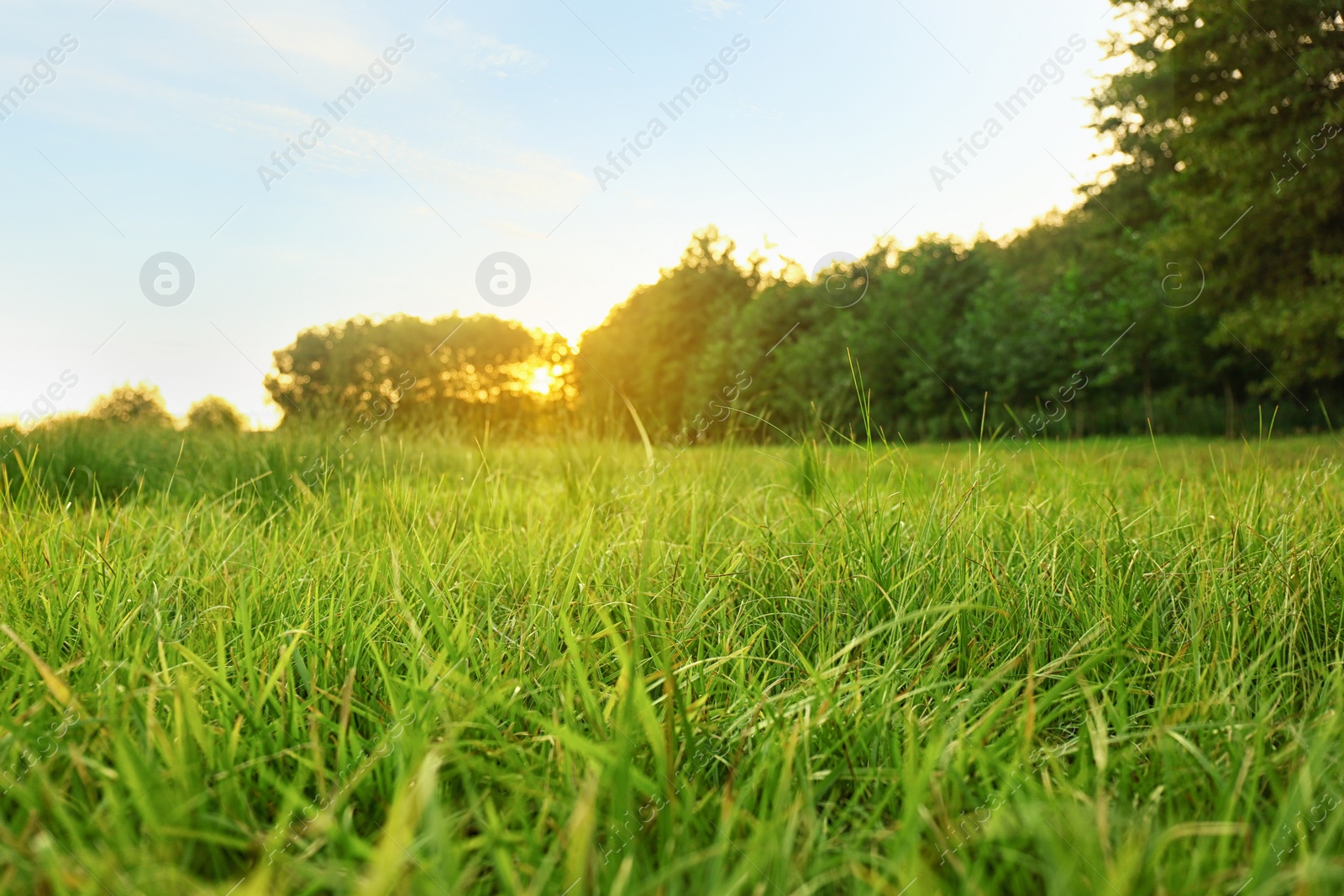Photo of Picturesque landscape with beautiful green lawn at sunset