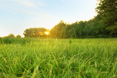 Picturesque landscape with beautiful green lawn at sunset
