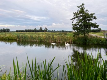 Beautiful view of swans on river, reeds and cloudy sky