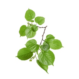 Branch with green leaves on white background