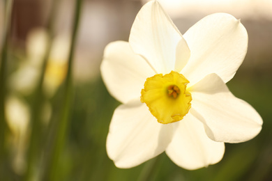 Closeup view of beautiful blooming narcissus outdoors on spring day
