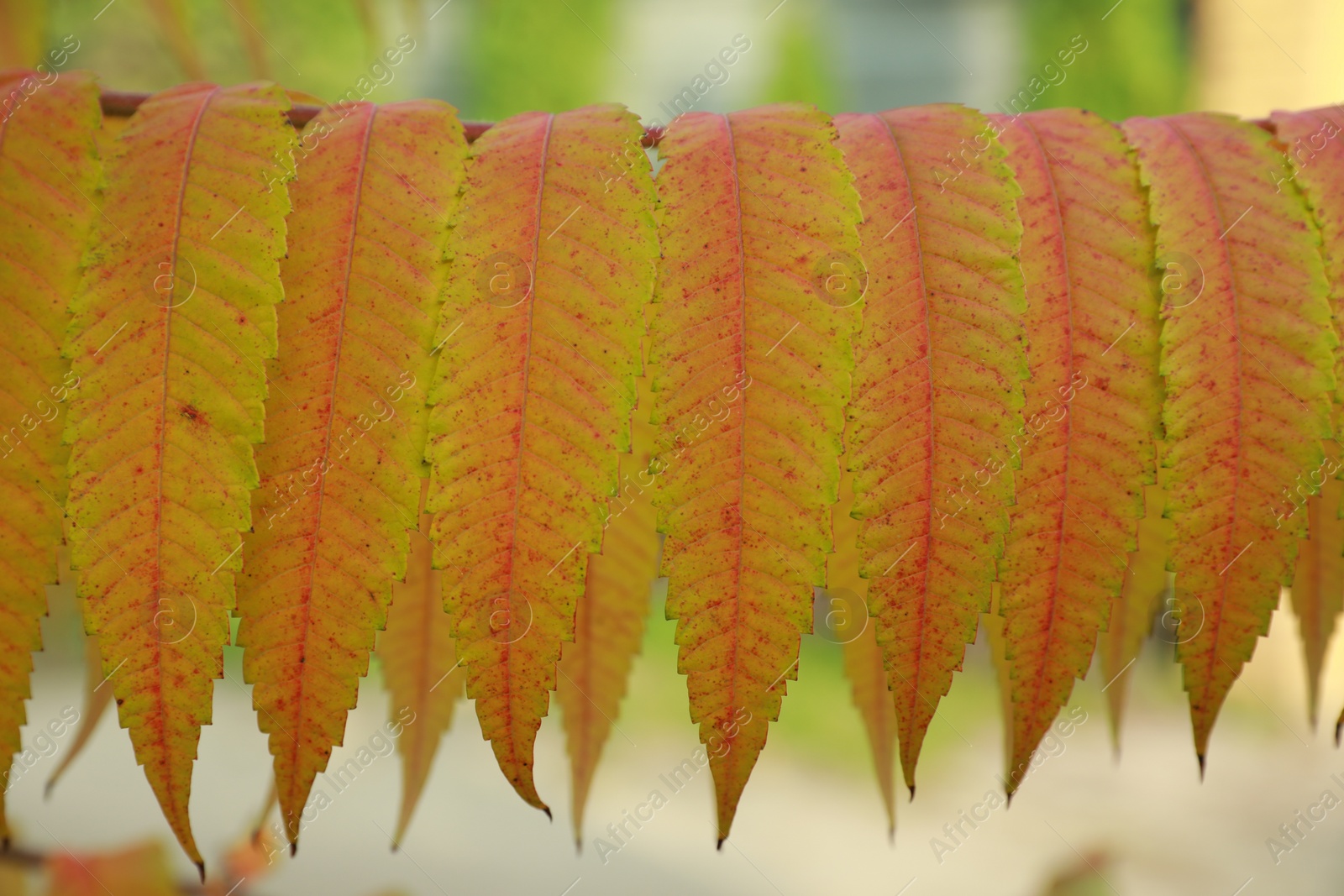 Photo of Many beautiful leaves on blurred background, closeup