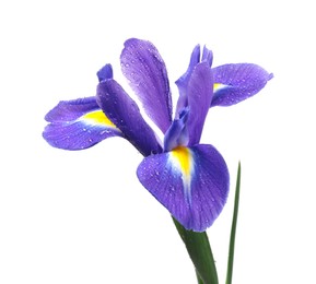 Photo of Beautiful violet iris flower with water drops isolated on white