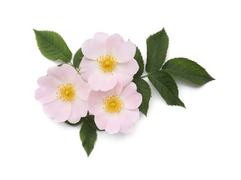 Beautiful rose hip flowers with leaves on white background, top view
