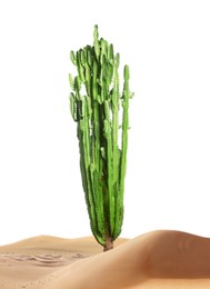 Image of Beautiful big cactus growing in sand on white background