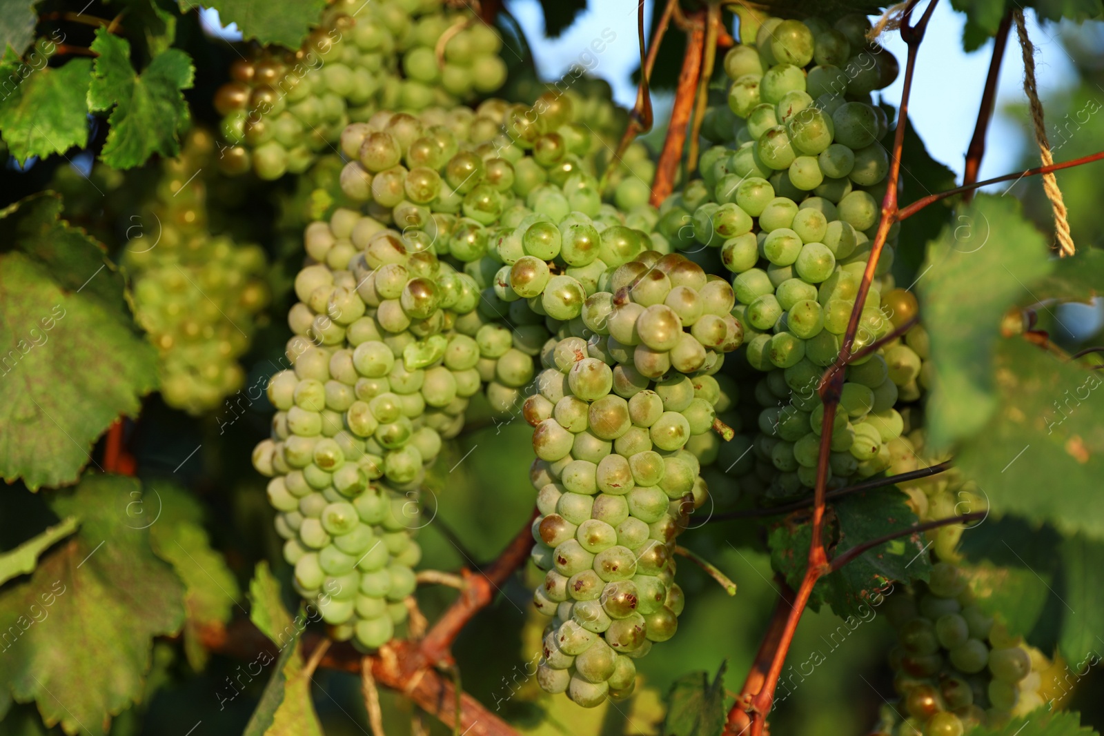 Photo of Fresh ripe juicy grapes growing in vineyard