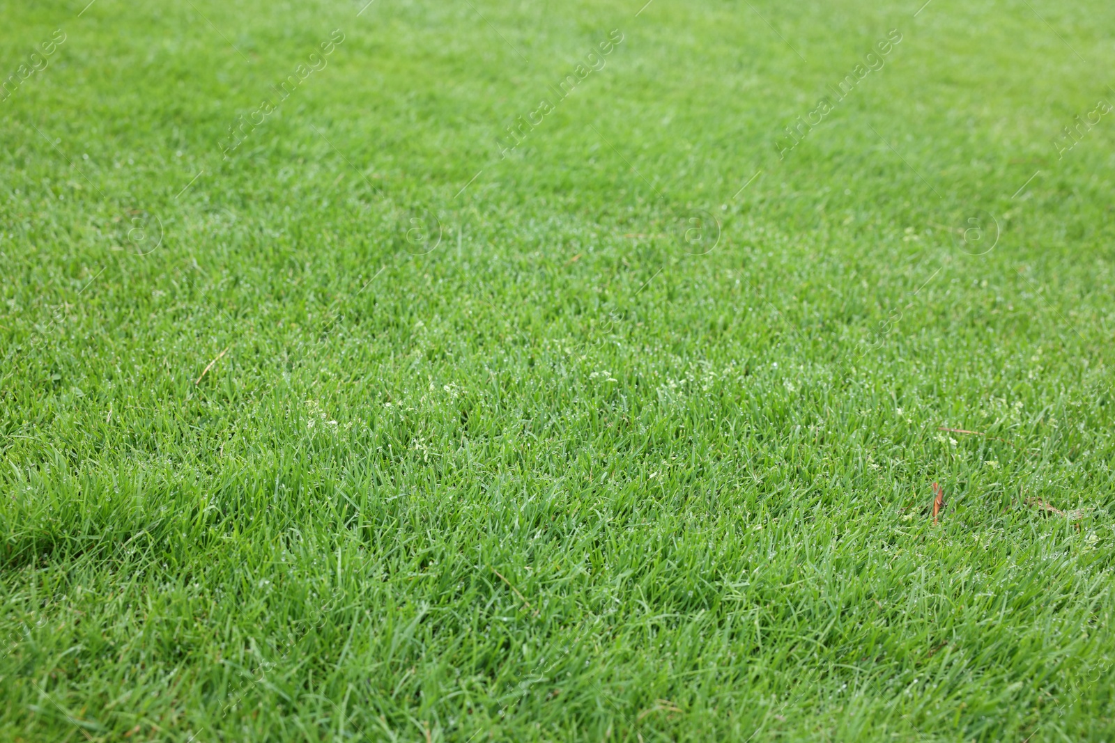 Photo of Beautiful freshly cut green lawn as background