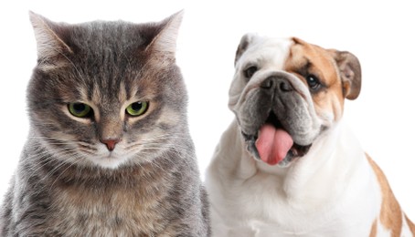 Adorable cat and dog on white background