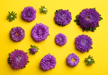 Beautiful asters on yellow background, flat lay. Autumn flowers