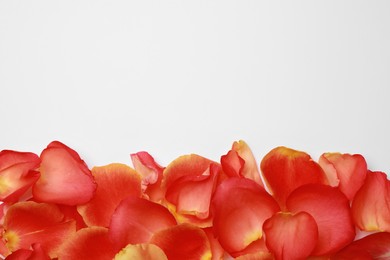 Beautiful red petals on white background, top view. Space for text