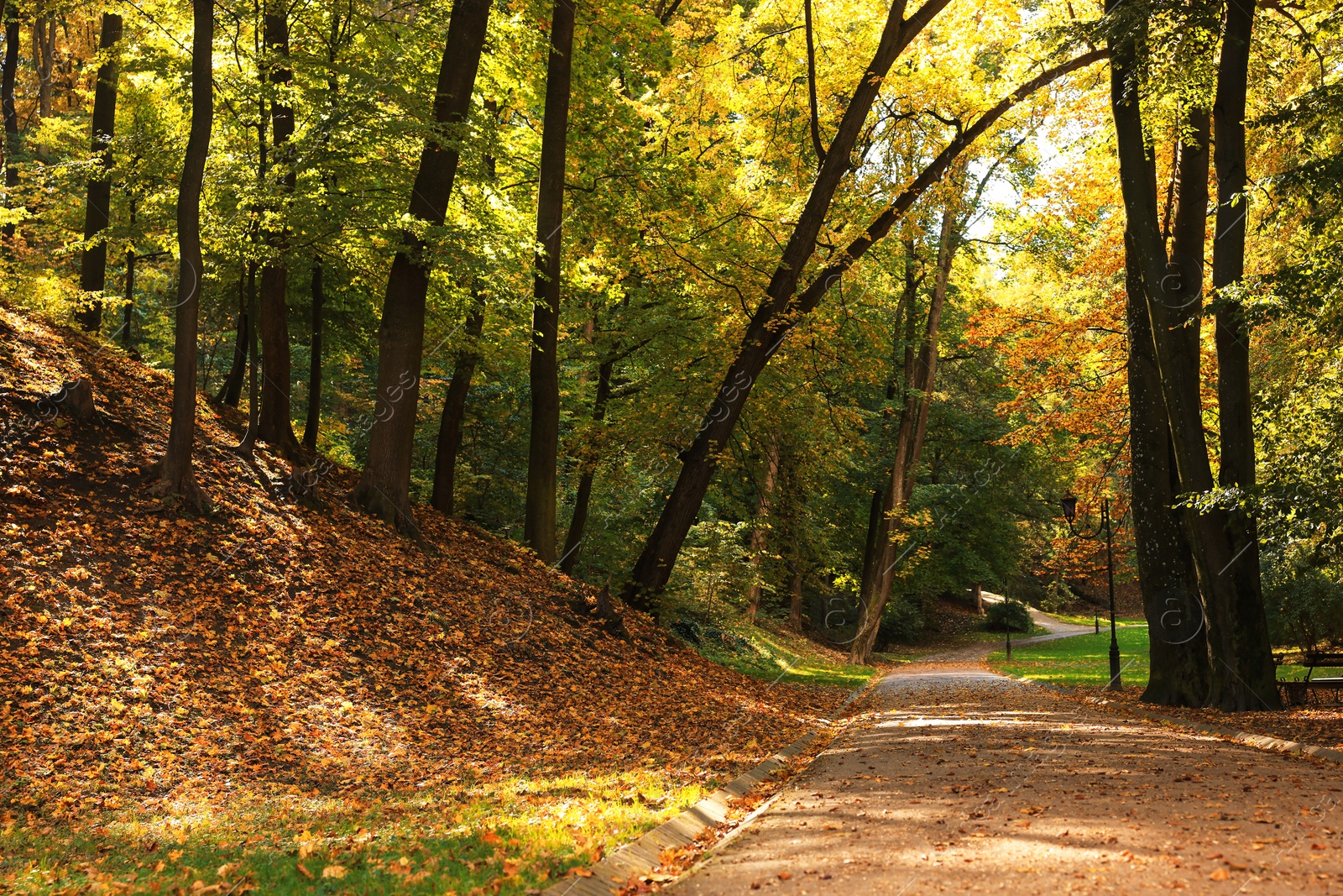 Photo of Pathway, fallen leaves and trees in beautiful park on autumn day