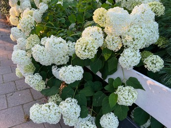 Photo of Hortensia plant with beautiful flowers growing outdoors