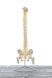 Artificial human spine model on grey wooden table against white background