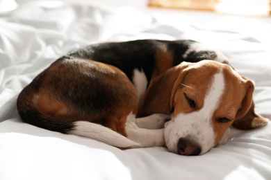 Photo of Cute Beagle puppy sleeping on bed. Adorable pet