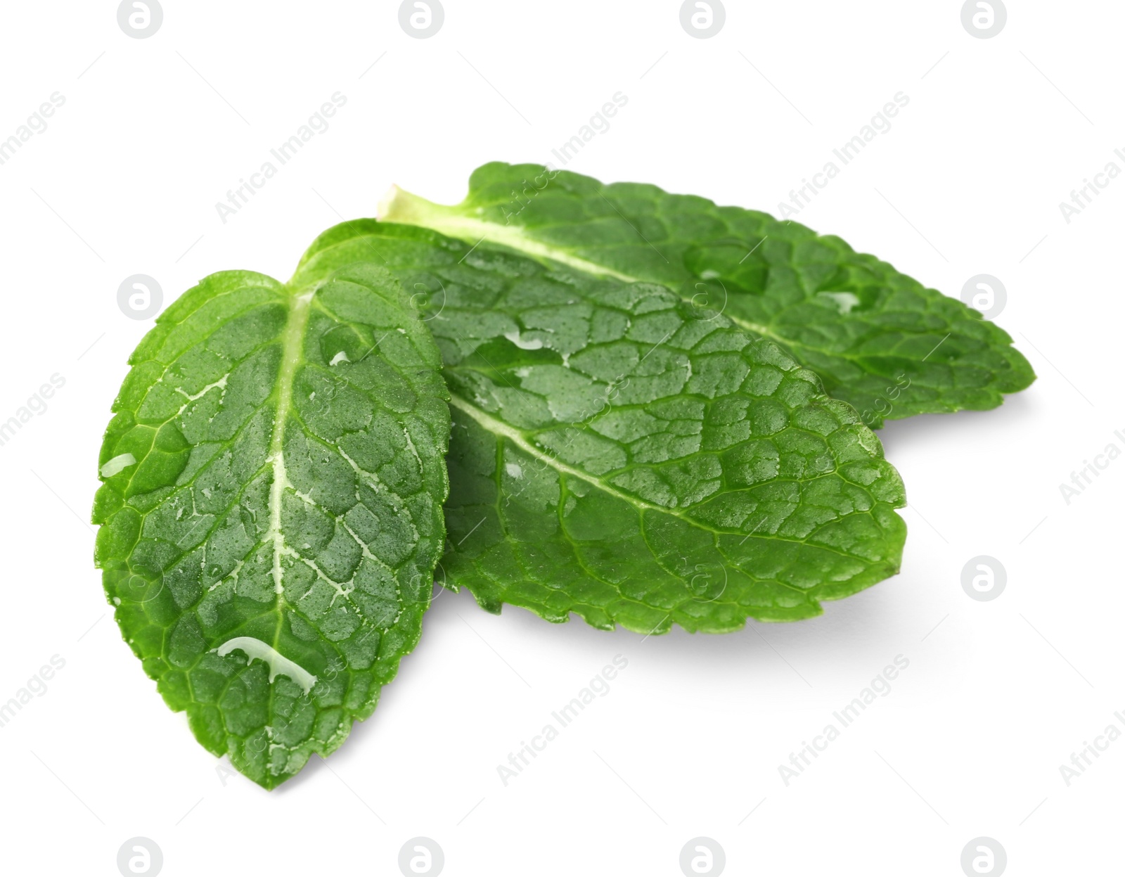 Photo of Wet leaves of fresh mint isolated on white