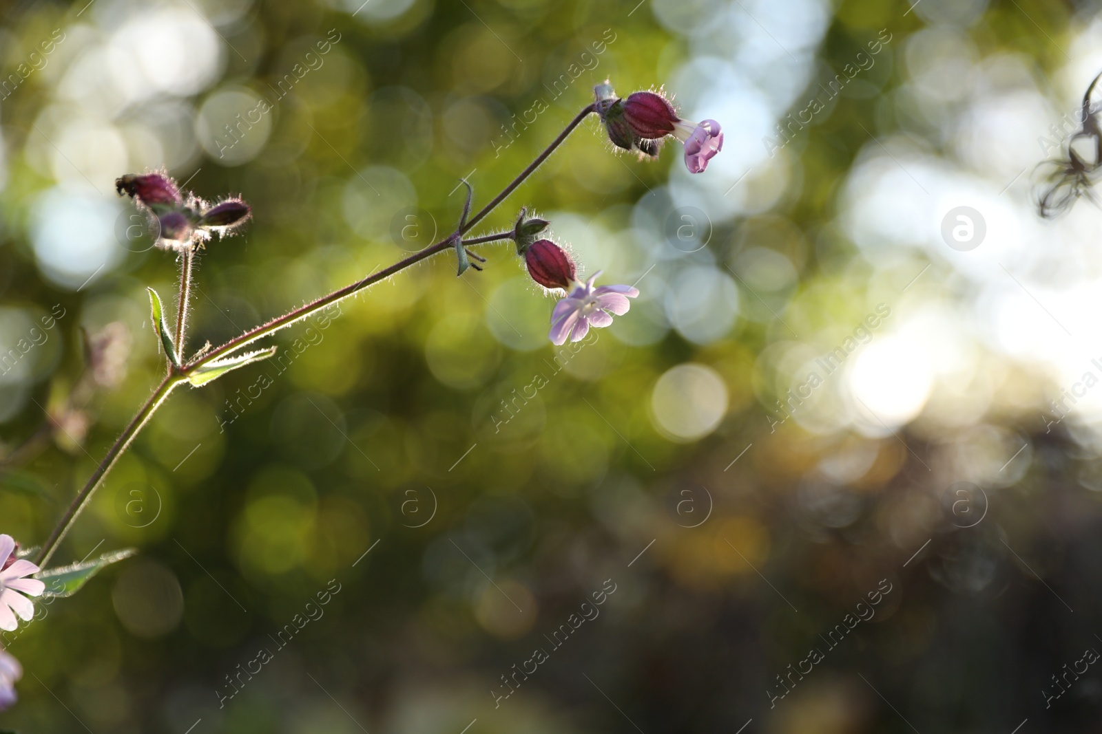 Photo of Beautiful violet flower against green blurred background