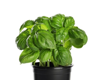 Photo of Fresh basil in pot on white background