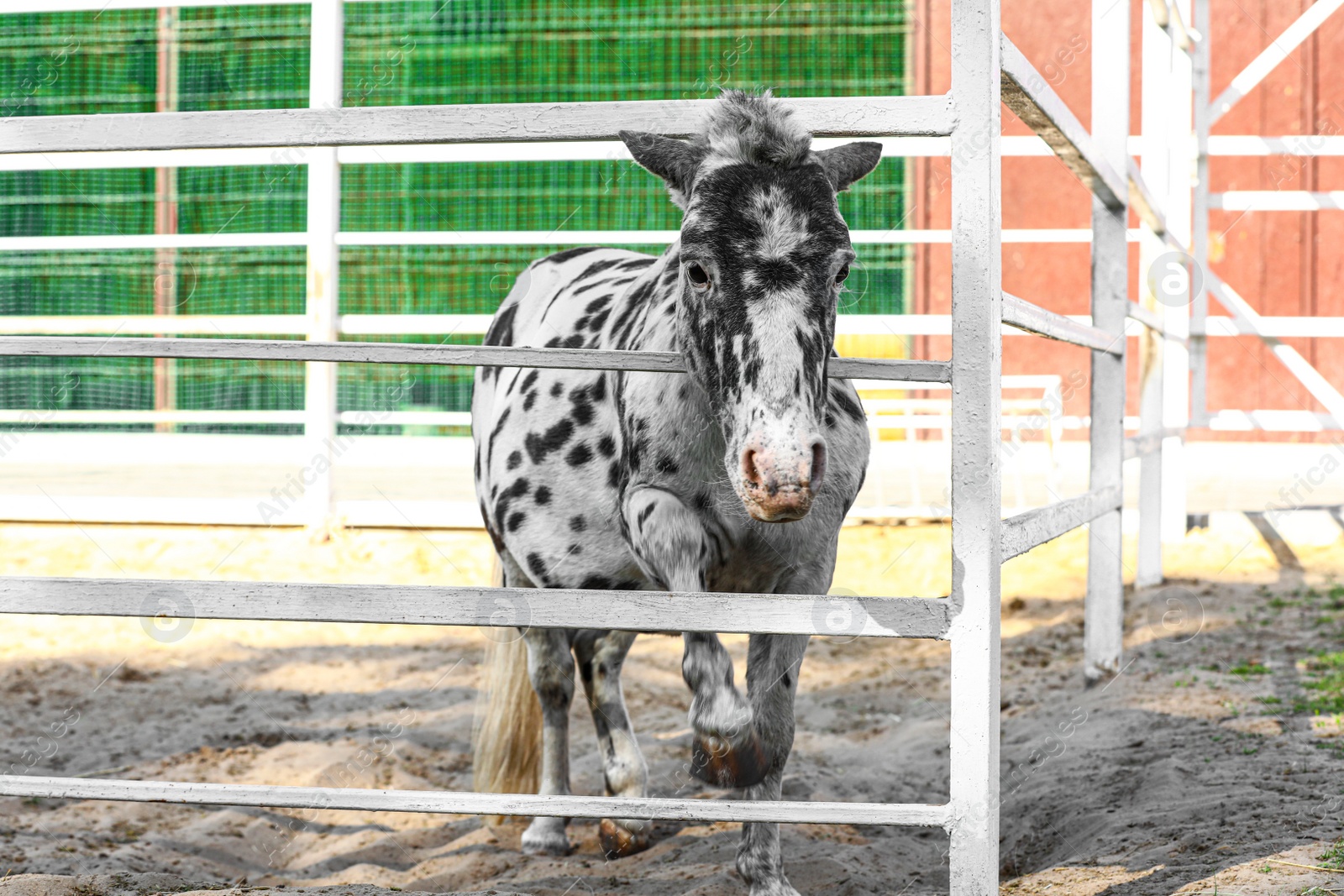 Photo of Dapple grey miniature horse at fence outdoors