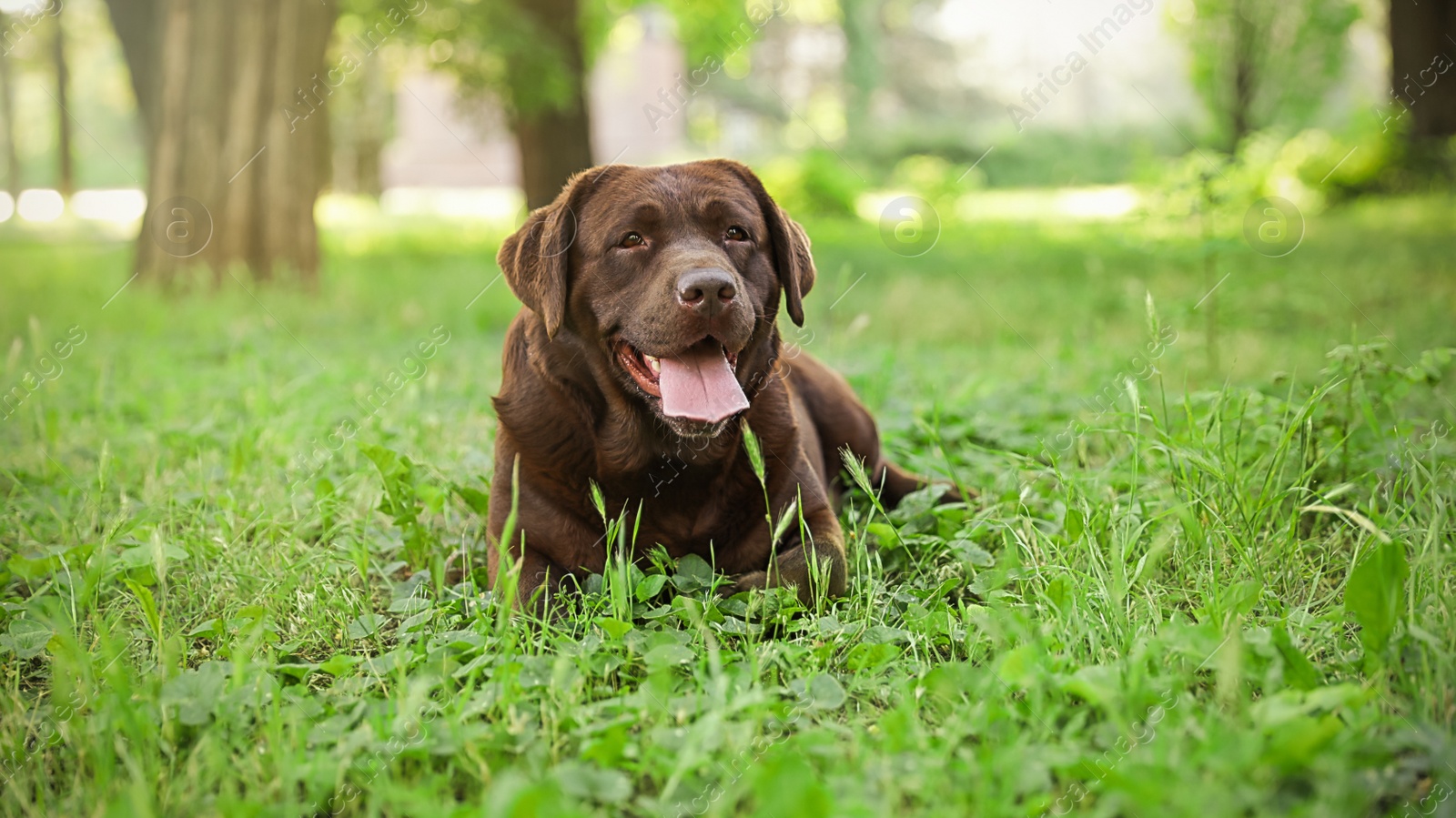 Photo of Cute Chocolate Labrador Retriever dog lying on green grass in park