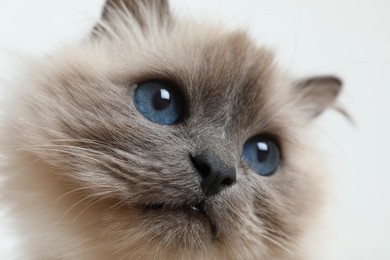 Birman cat with beautiful blue eyes on light background, closeup