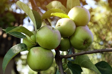 Photo of Fresh and ripe apples on tree branch in garden, closeup