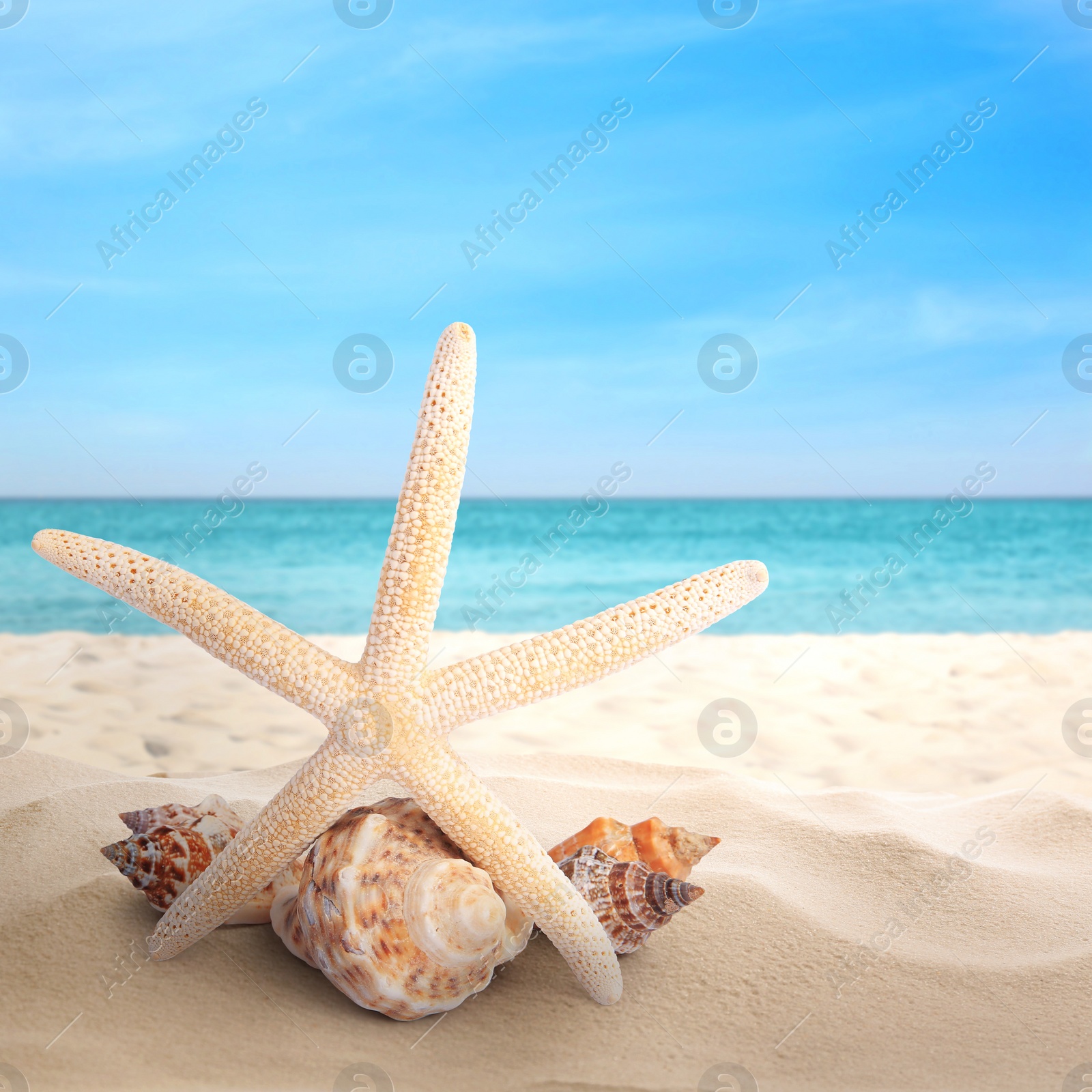 Image of Starfish and shells on sandy beach near sea