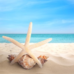 Starfish and shells on sandy beach near sea