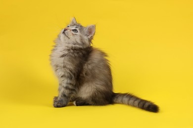Photo of Cute fluffy kitten on yellow background. Baby animal