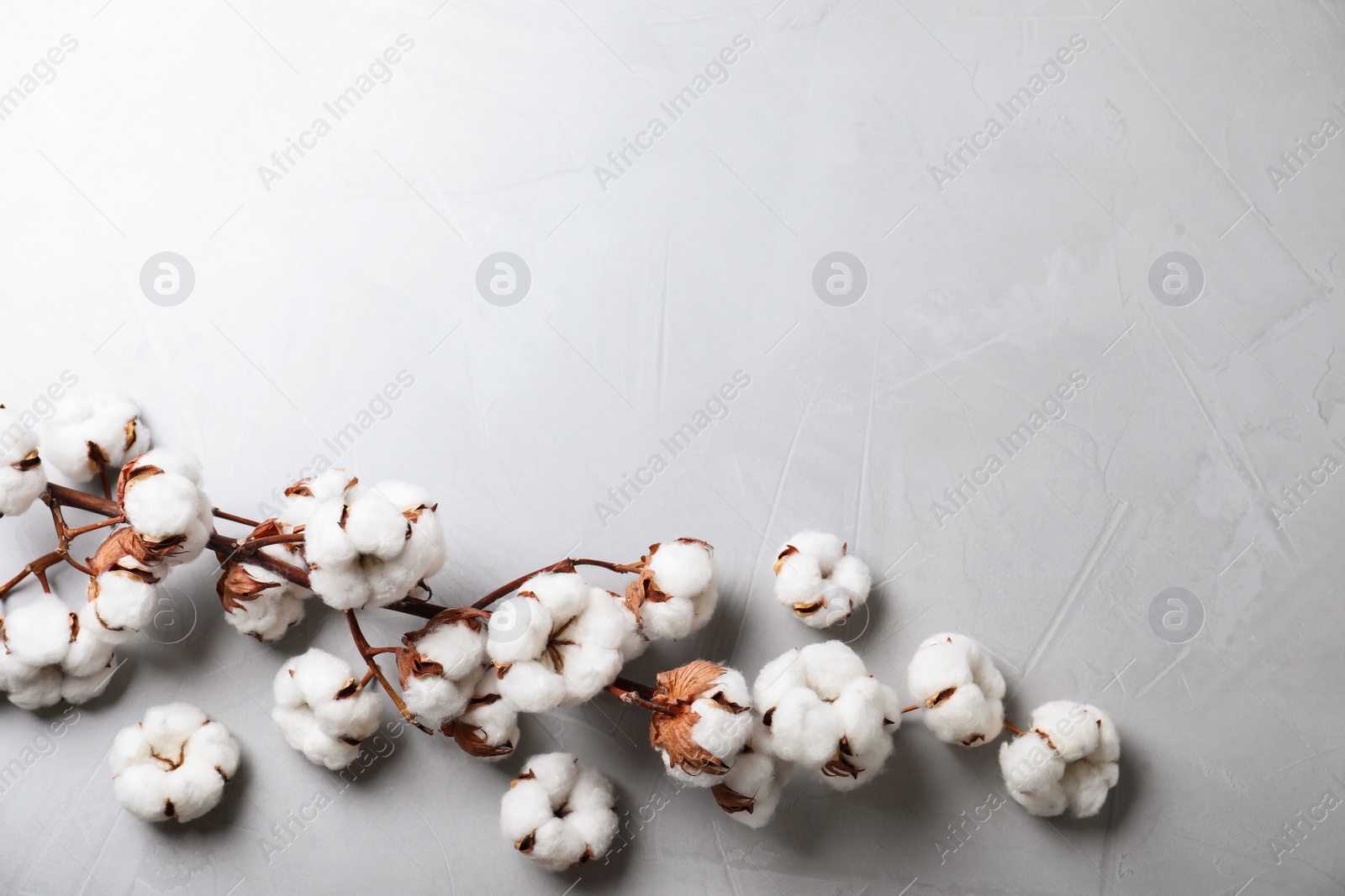 Photo of Fluffy cotton flowers on light grey stone background, flat lay. Space for text