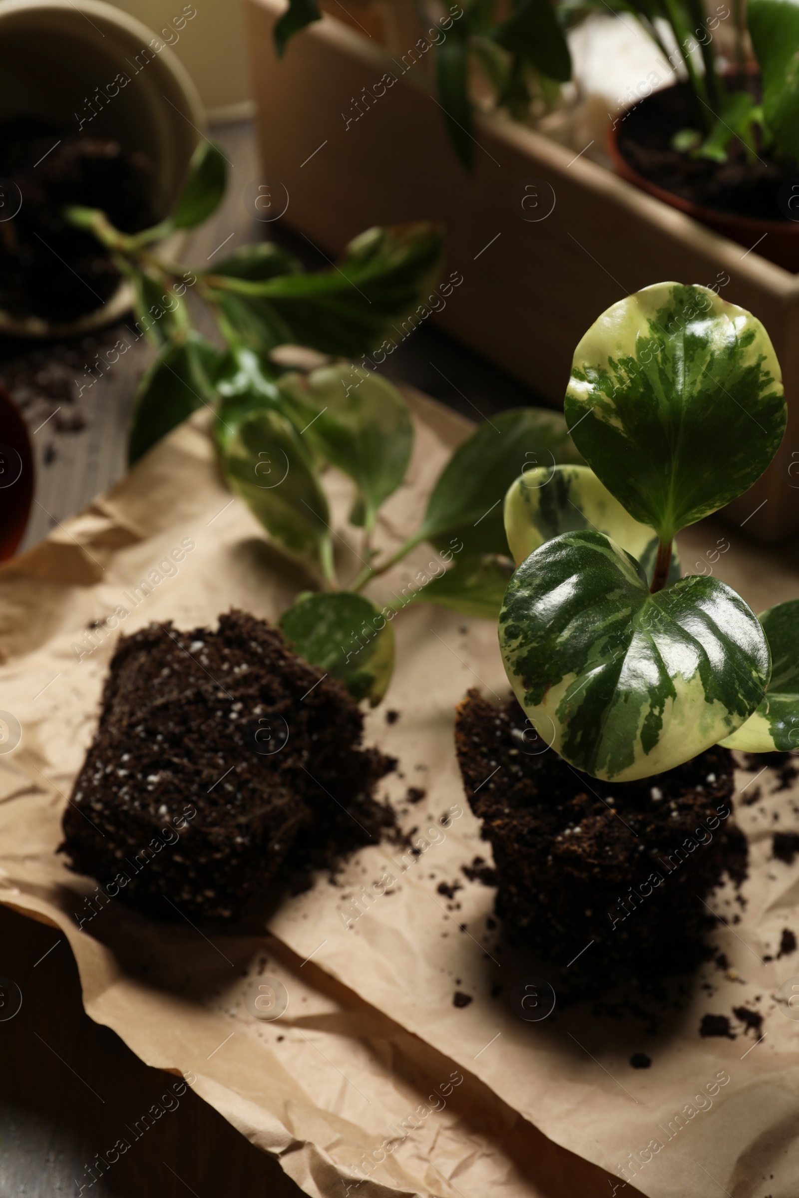 Photo of Green exotic house plants in soil on table