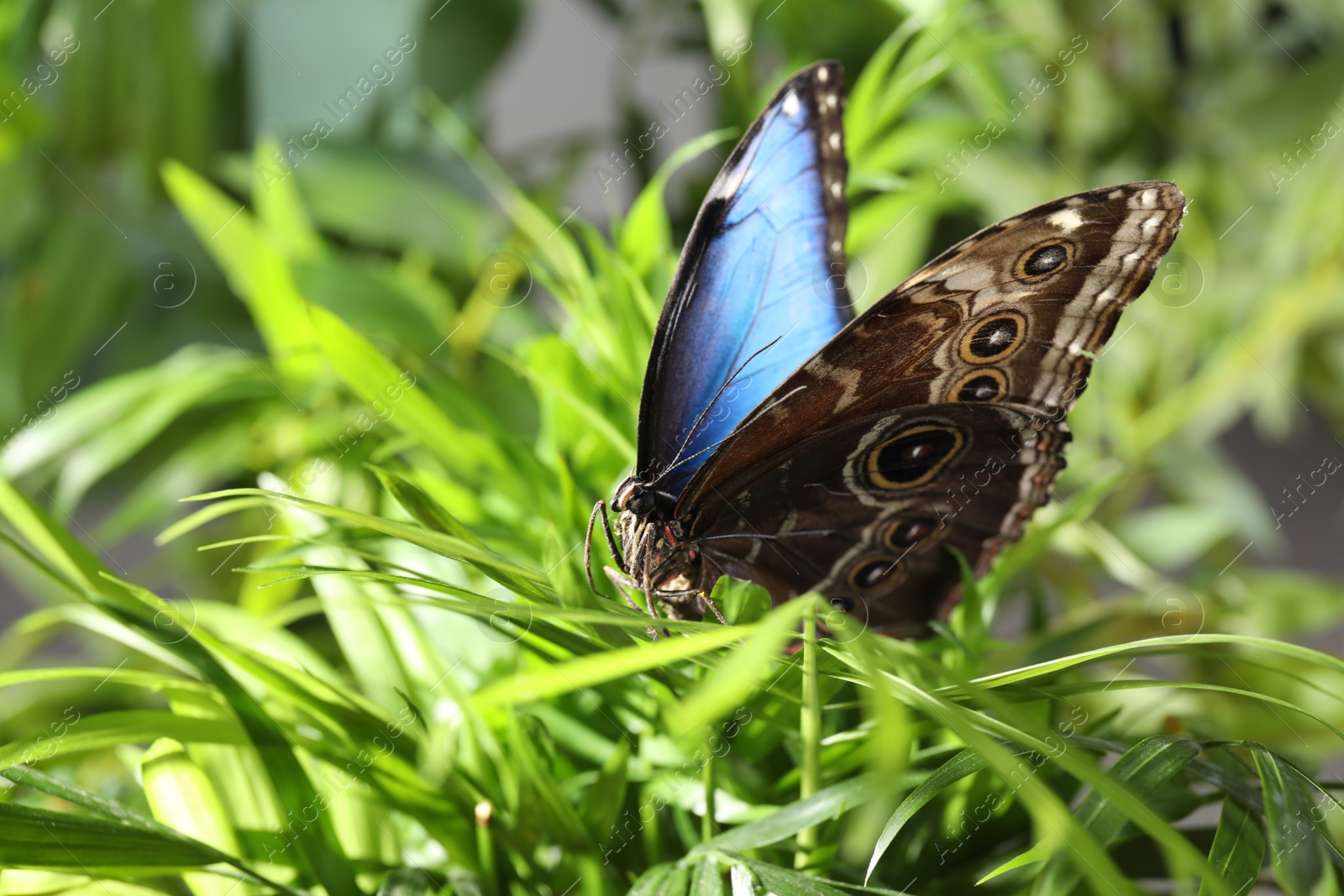 Photo of Beautiful common morpho butterfly on green plant in garden