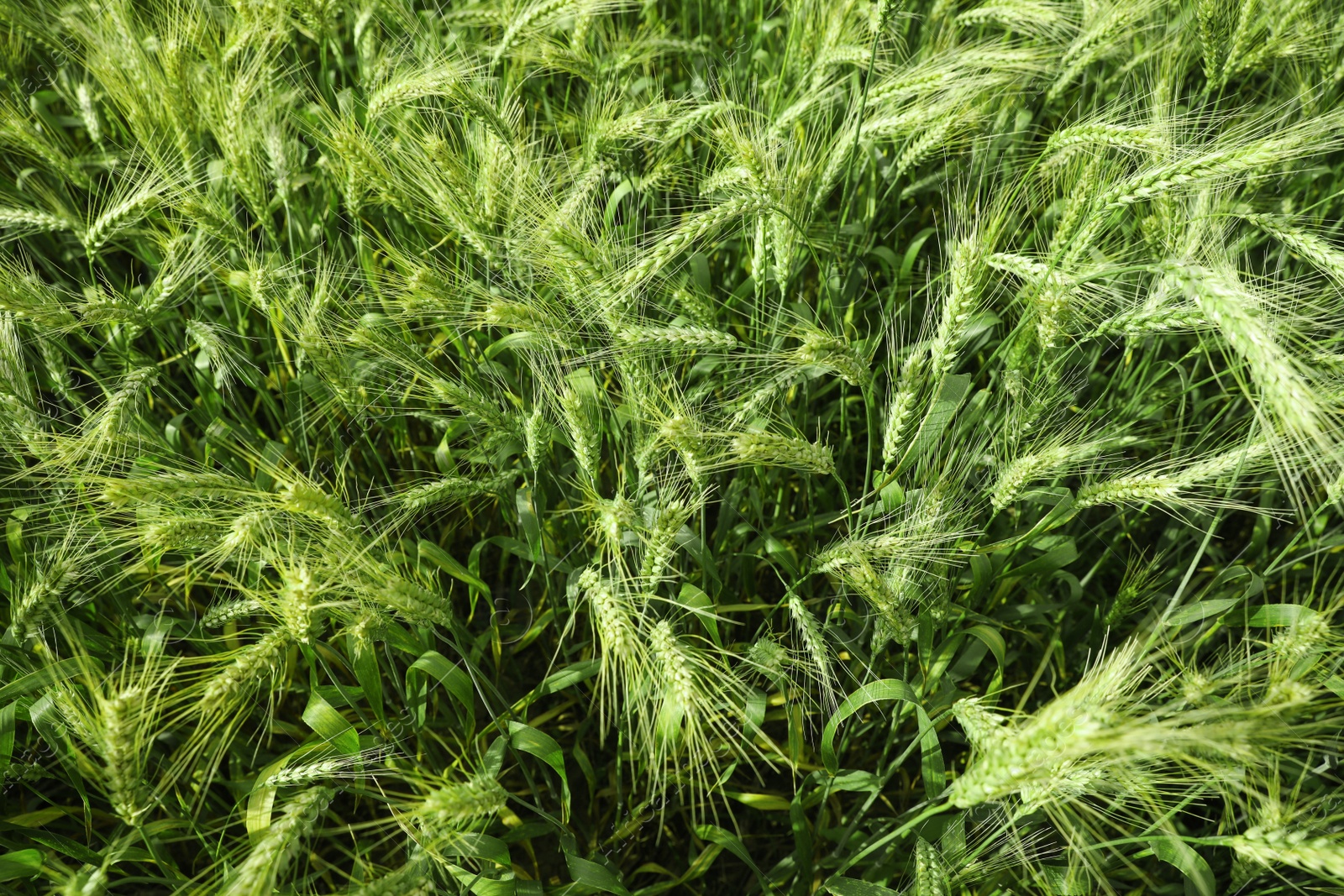 Photo of Beautiful agricultural field with ripening wheat crop