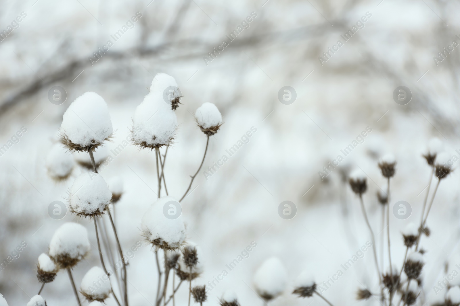 Photo of Dry wildflowers outdoors on snowy winter day, closeup