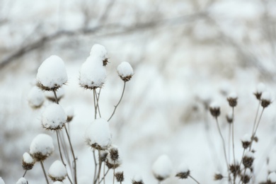 Dry wildflowers outdoors on snowy winter day, closeup