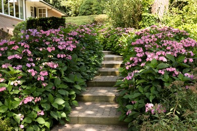 Photo of Pathway among beautiful hydrangea shrubs with violet flowers outdoors