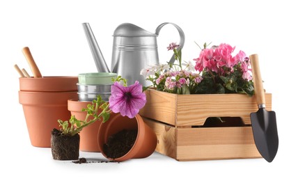 Beautiful flowers, pots and gardening tools isolated on white