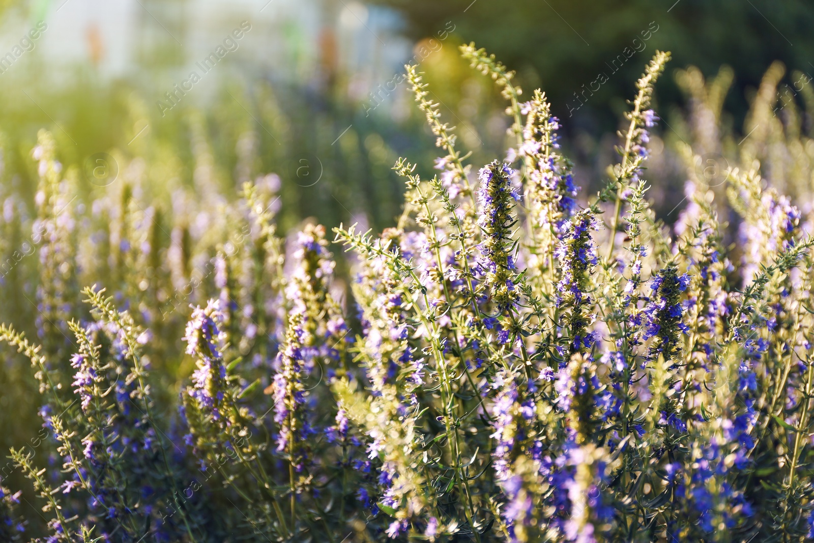 Photo of Many beautiful blooming hyssop plants outdoors, closeup